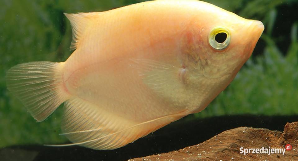 Gurami olbrzymi odmiana GOLD Osphronemus gorami