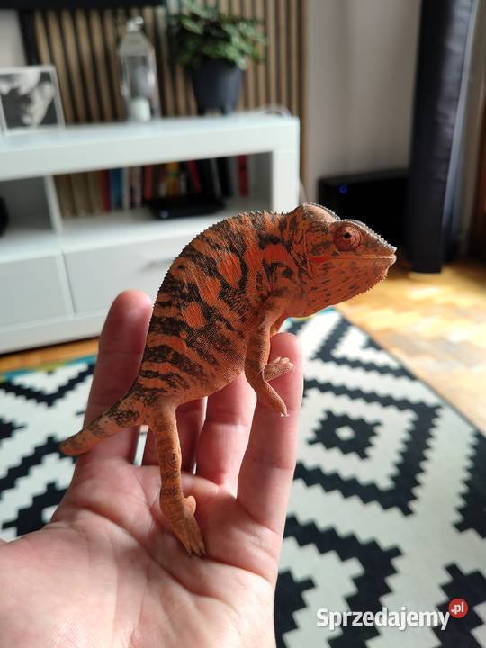 Kameleon lamparci ambilobe jaszczurka madagaskar Gady i płazy Częstochowa sprzedam