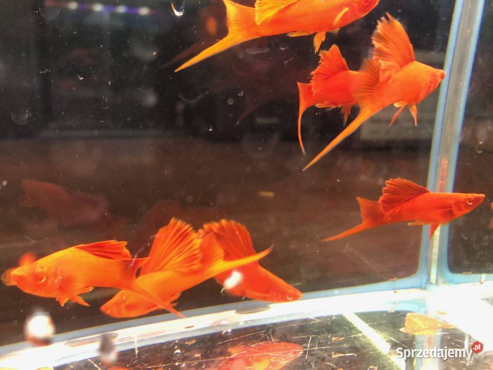 Mieczyk Kalafior Cauliflower Full Red albino Justynów