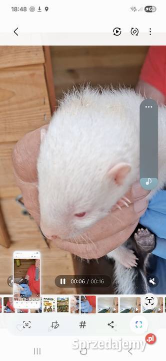 Skunks młody kolor cappuccino Stanisławice