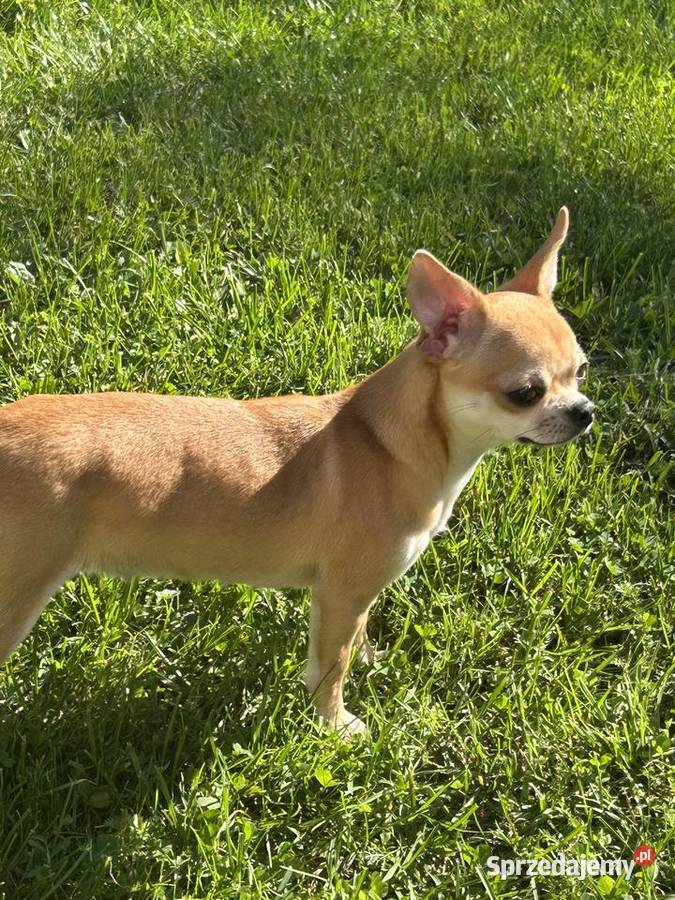 Chihuahua suczka świętokrzyskie Raczyce