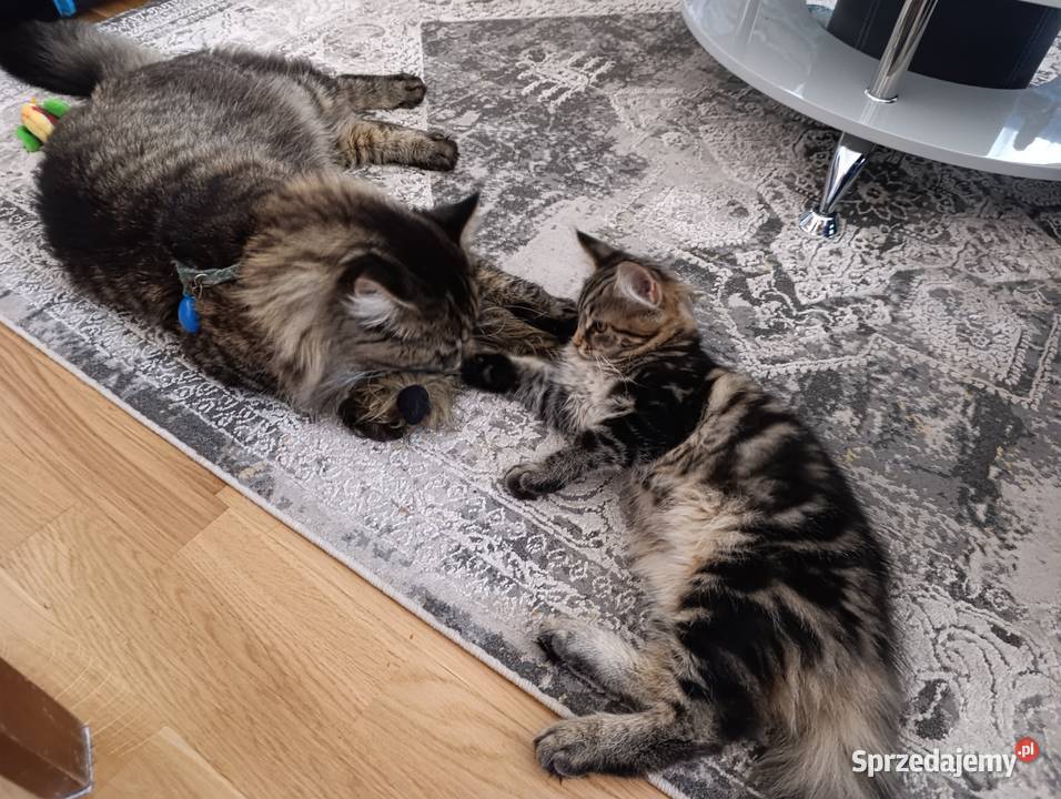 Kicia Maine coon Krasnystaw