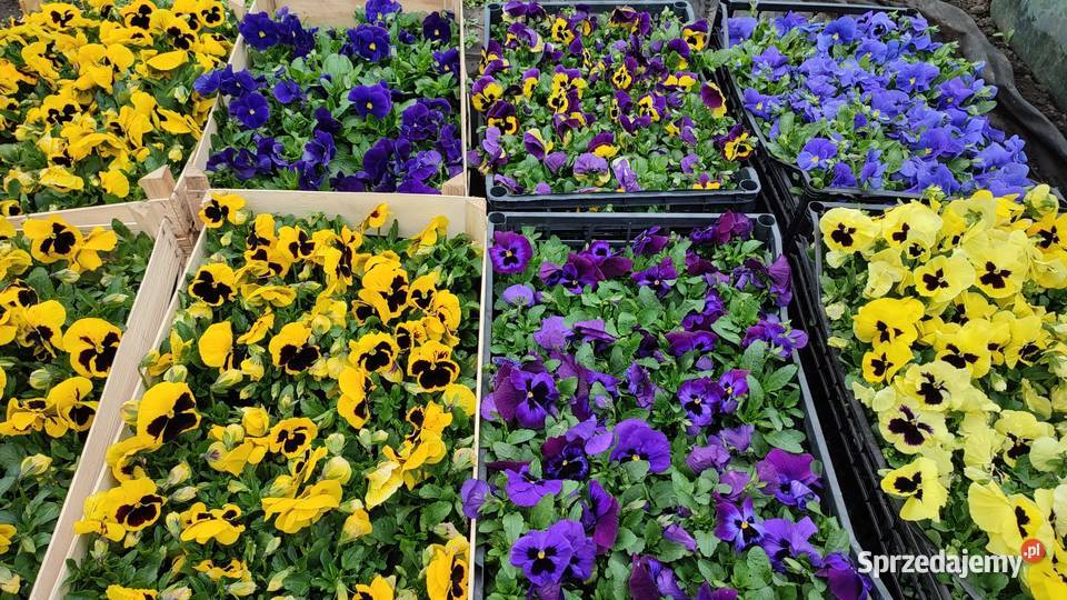 Bratki producenta Radonice