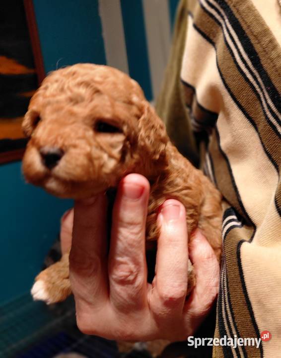 Pudel toy suczka red Pozostałe Wyszków