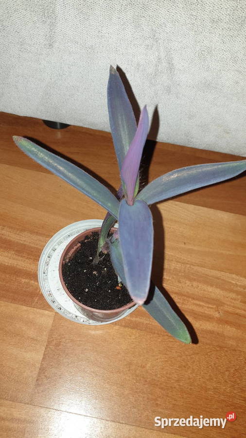 Trzykrotka setkrezja purpurowa wys26 roślina