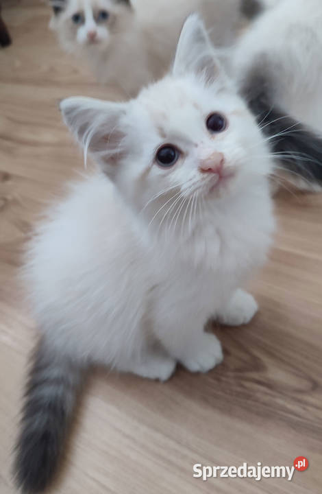 Zefir Dumka cudowne kocięta neva masquerade Warszawa