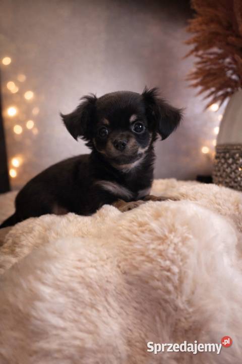 Chihuahua malutki piesek długowłosy