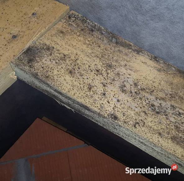 Odgrzybianie mieszkań domów budynków Łódź usługi