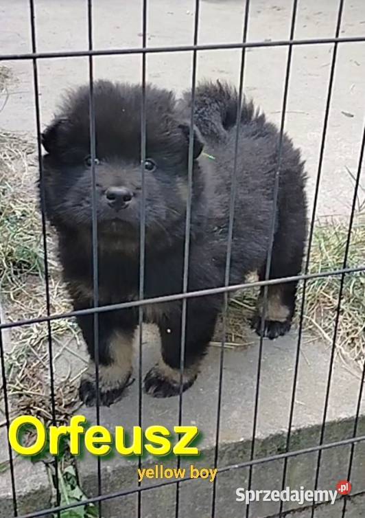 Eurasier szczenie piesek Pozostałe Puszcza Mariańska