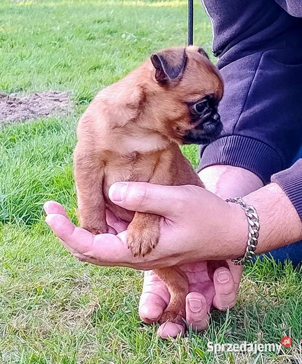 Gryfonik brabancki piesek championach rodowód Wilkowice
