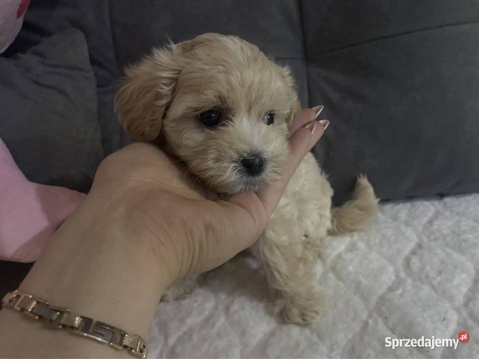 Suczka Maltipoo Zawiercie sprzedam