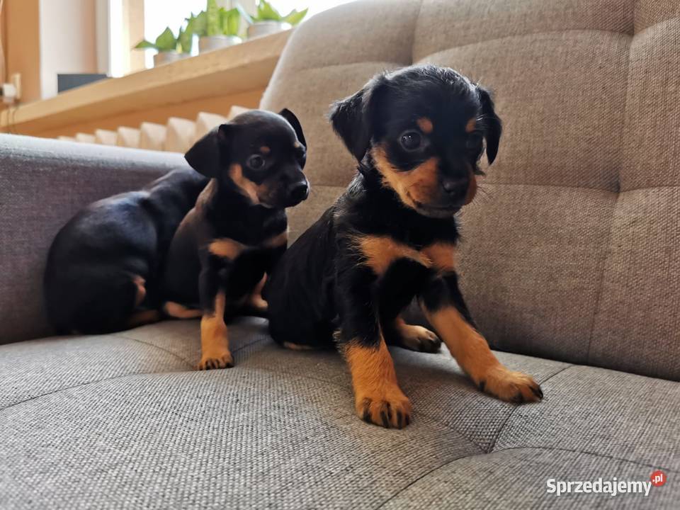 Pinczer miniaturowy Łowicz