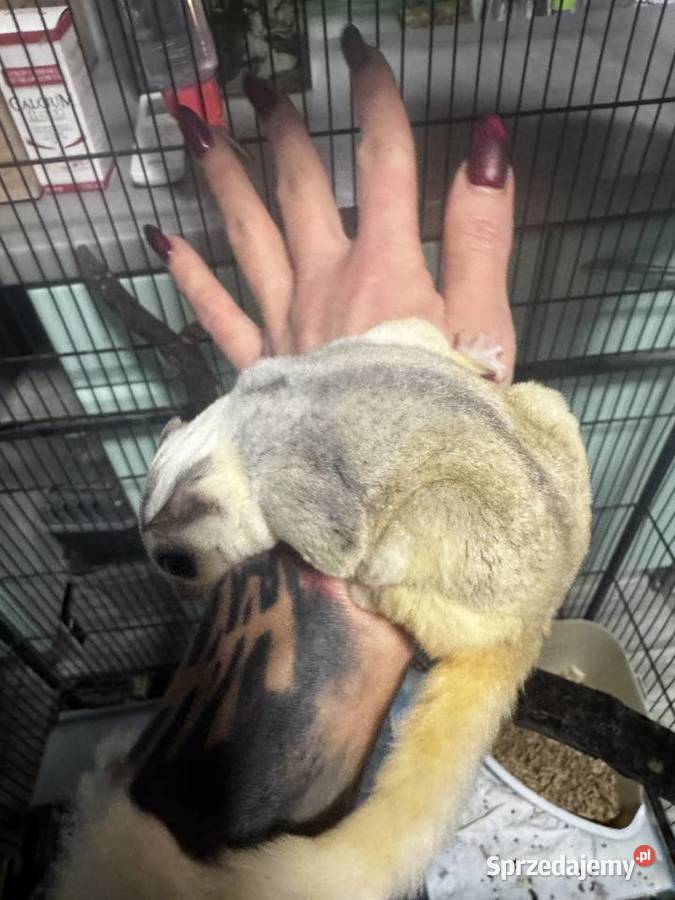 Lotopałanka karłowata para