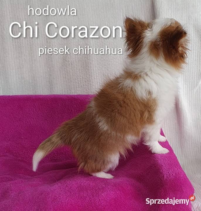Malutki piesek chihuahua Lublin