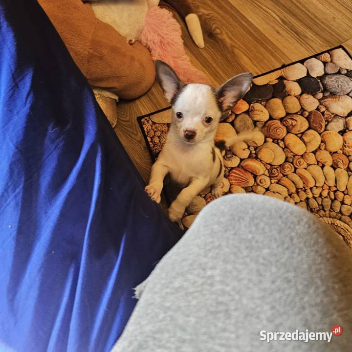 Chihuahua jedyny taki piesek mądry Całuśny Kołobrzeg