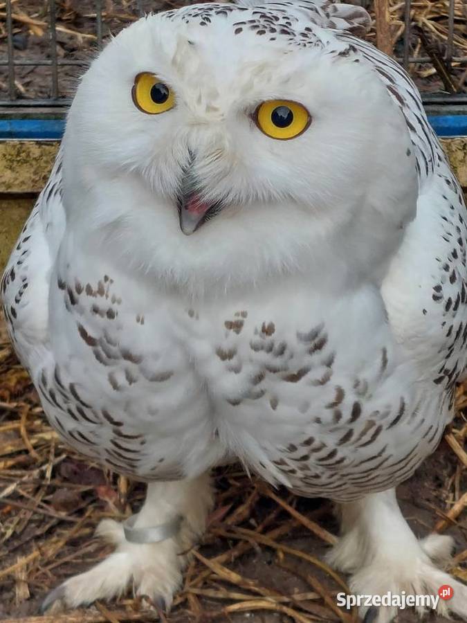 Sowy śnieżne Grodzisk Wielkopolski