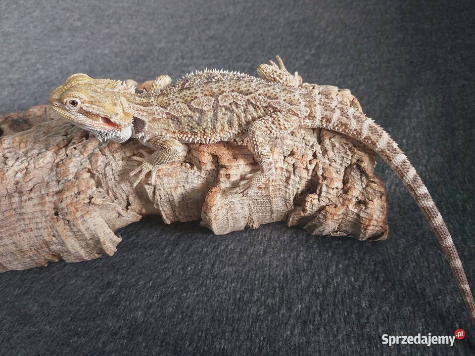 Agama brodata Gdynia