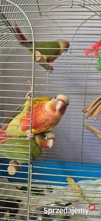 Rudosterka fantastyczny kumpel recznie karmione Mysłowice