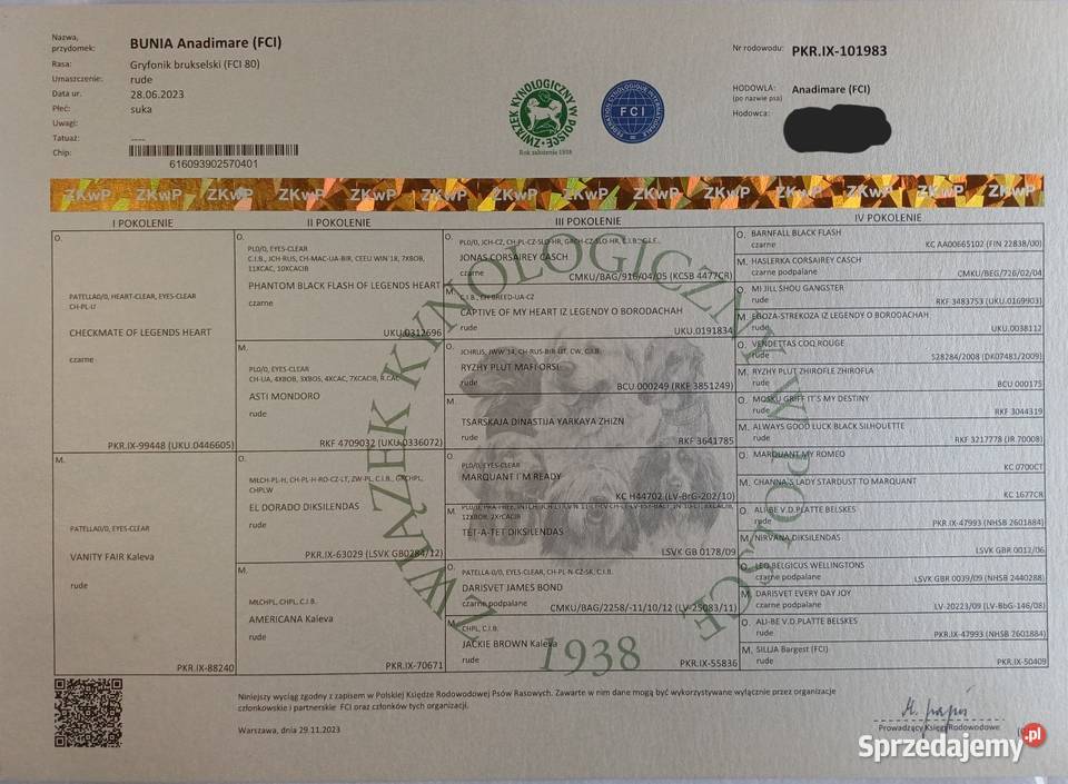 Gryfonik Brabancki Brabant dolnośląskie Jelenia Góra