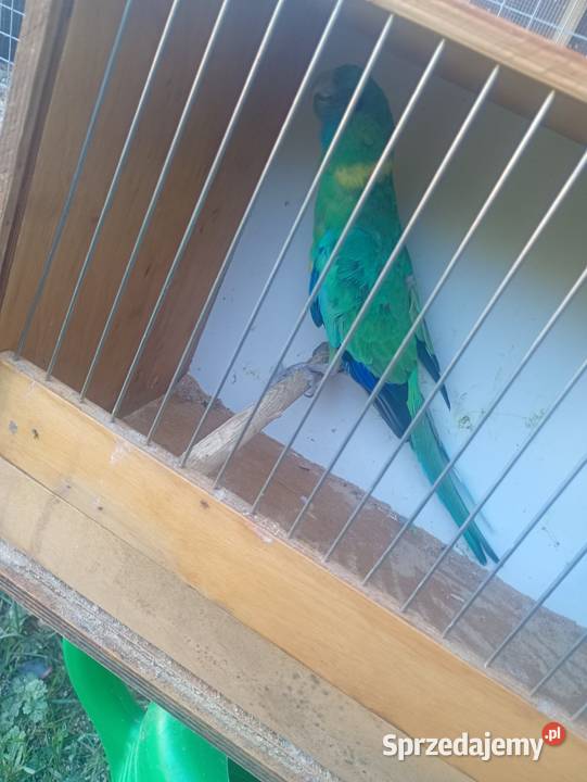 Bernard konkulski samica sprzedam