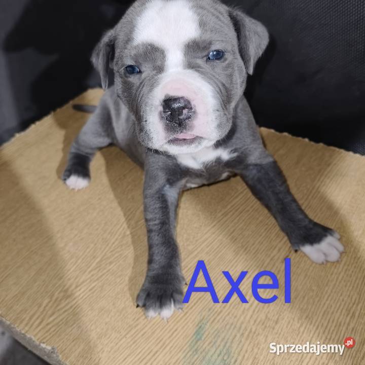 American PitBull Terrier Żupawa
