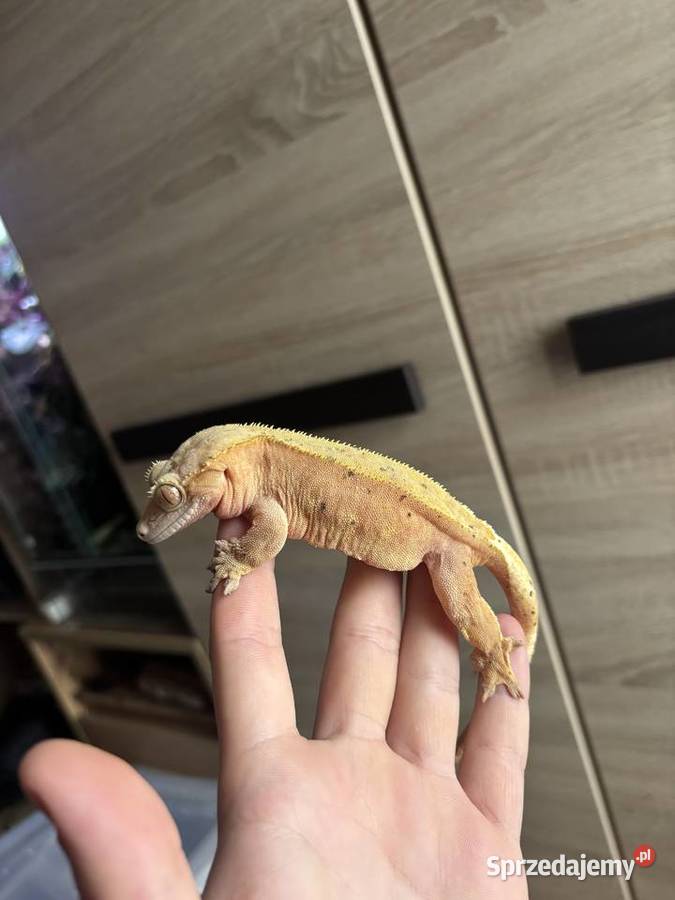 Gekon orzęsiony samica śląskie Sosnowiec