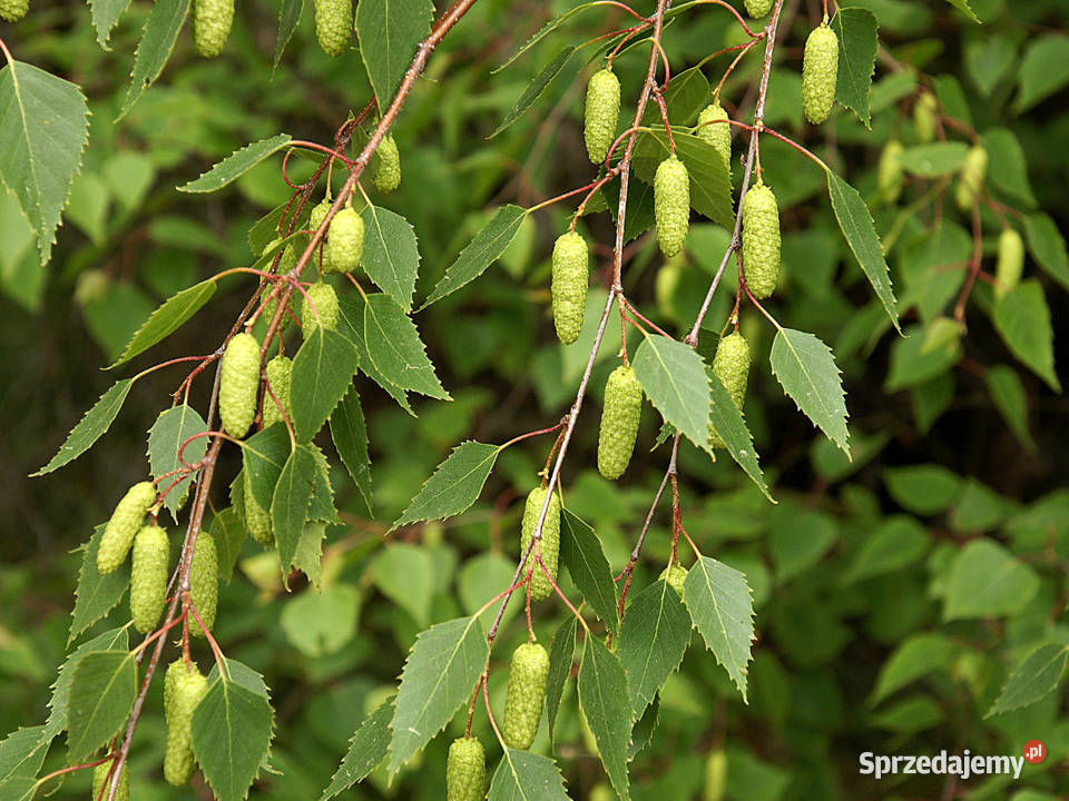 Sadzonki Brzozy Brodawkowatej Betula pendula Zamęty