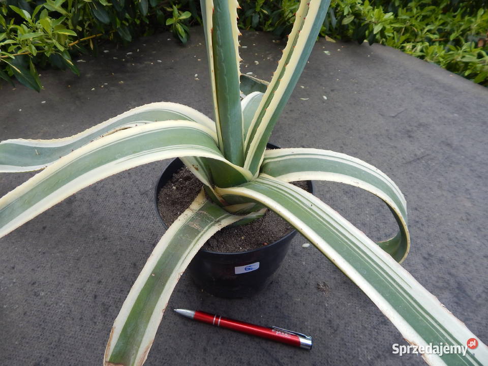 Odhodowana agawa z żółtymi brzegami agave Kraków