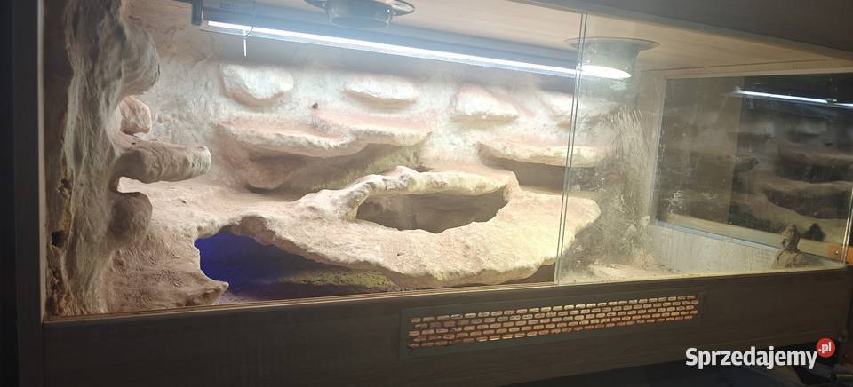 Terrarium z Agamami Warszawa