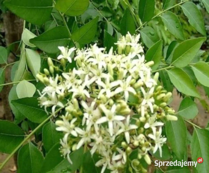MURRAYA KOENIGII Murraya koenigii NASIONA 100g Lubanie