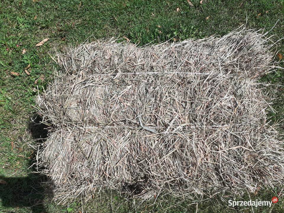 Siano w kostkach Rośliny na biomasę Nekielka sprzedam