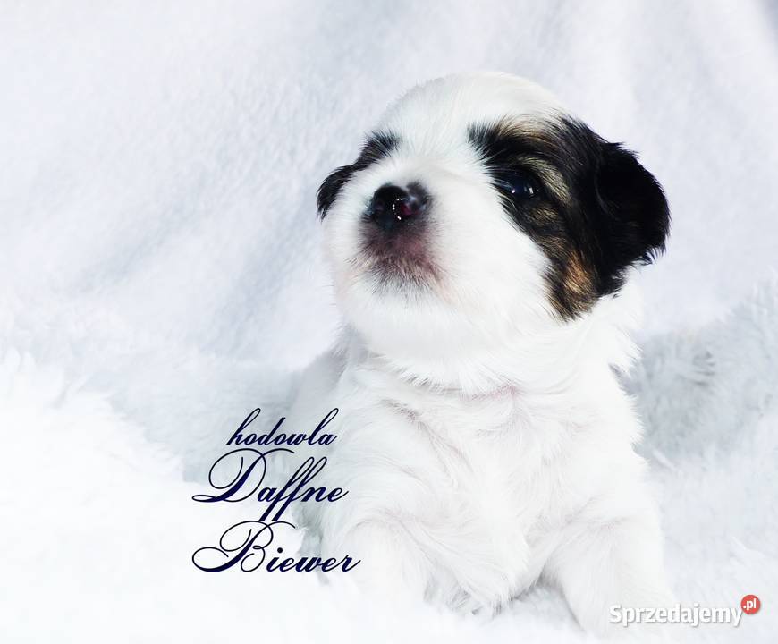 York Biewer Yorkshire Terrier