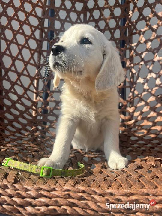 Golden retriever Golden Retriever Wejherowo