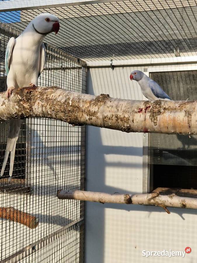 Pary lęgowe aleksandretty obrożne Poznań