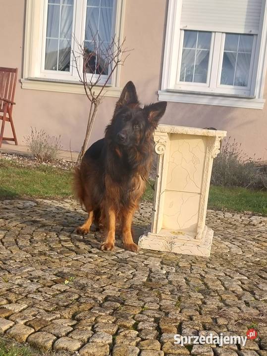 Owczarki Niemieckie Długowłose Strzelin