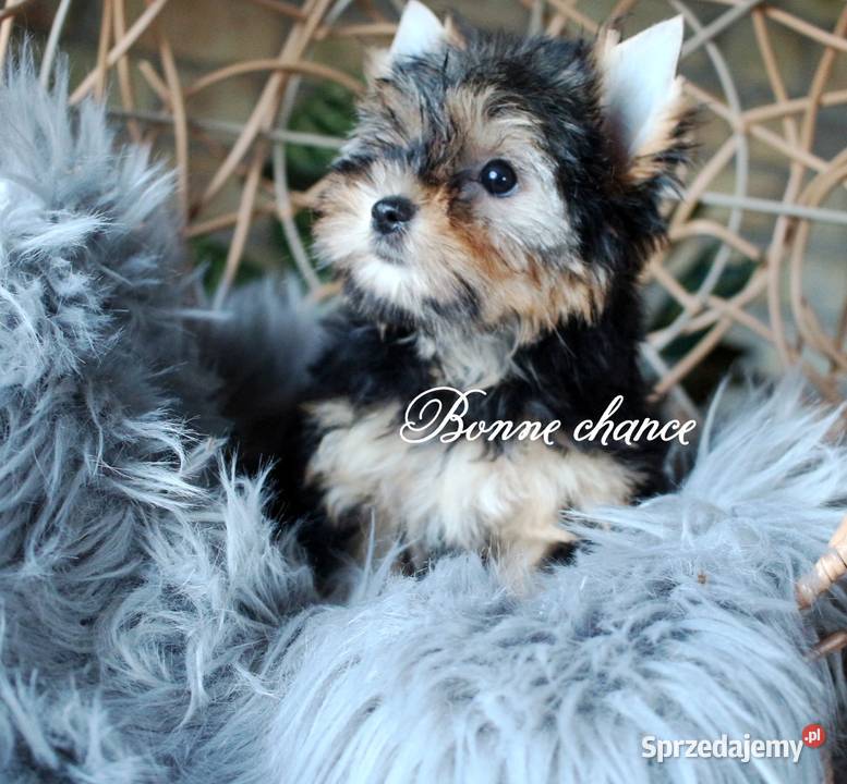 Yorkshire terrier sunia Suwałki
