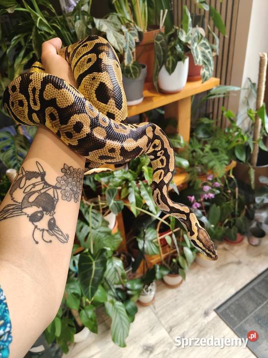 Samica python regius pastel het clown z 2022 Łaziska Górne