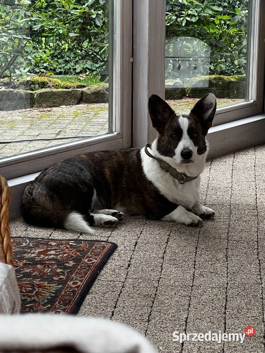 Suczka Welsh Corgi Cardigan rodowód FCI Pabianice sprzedam