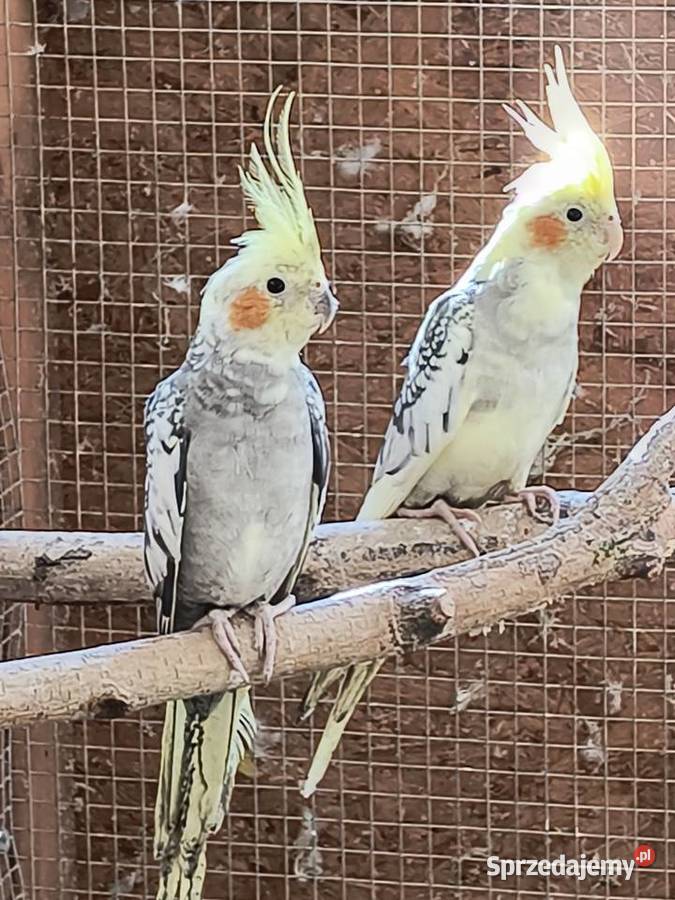 Sprzedam Nimfy Pilawa