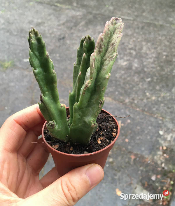 Stapelia grandiflora 7 duże włochate kwiaty Kraków