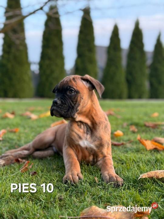 Szczeniaki Bokser Baszyny