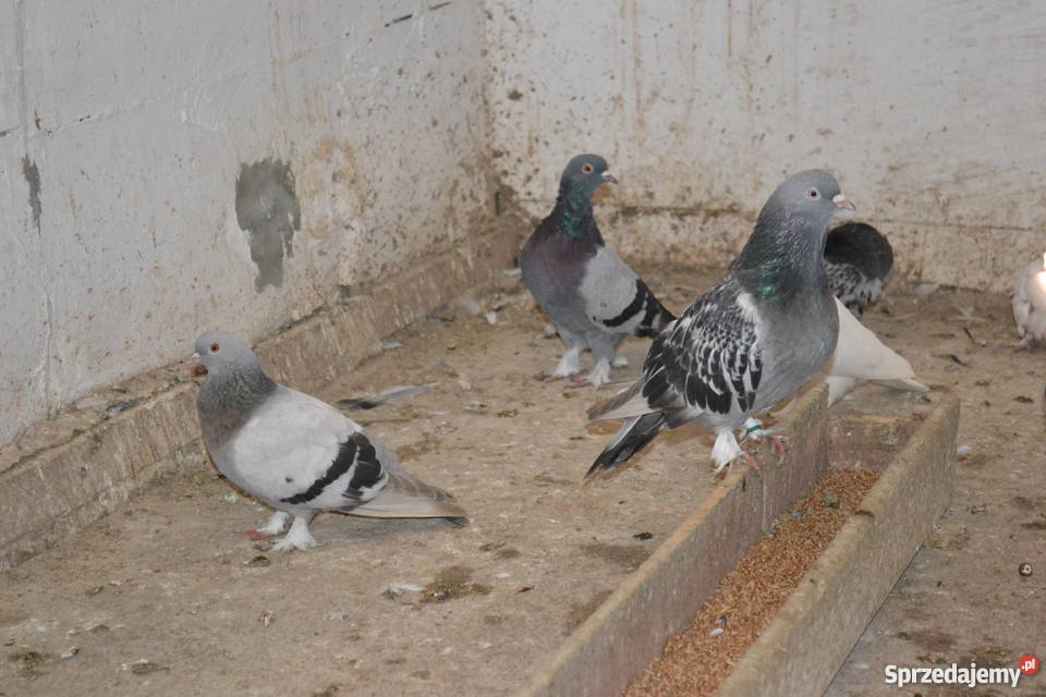 Gołębie Takle Tureckie Lwówek Śląski