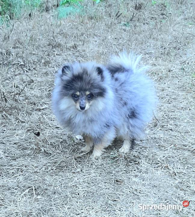 Szpic miniaturowy blue merle tan