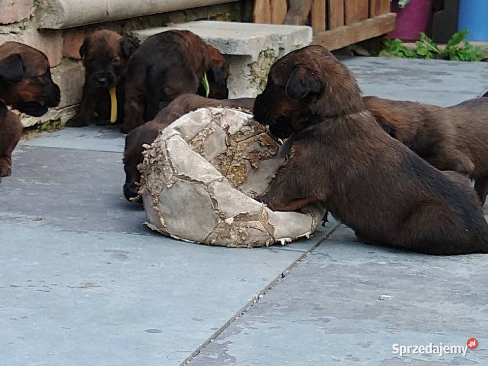 Briard Berger de brie Francuski owczarek Nowy Targ
