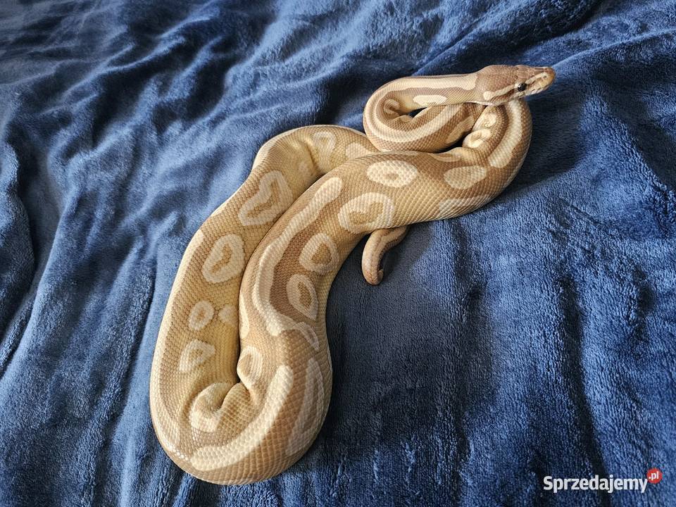 Samiec Pyton królewski python regius banana małopolskie Kraków