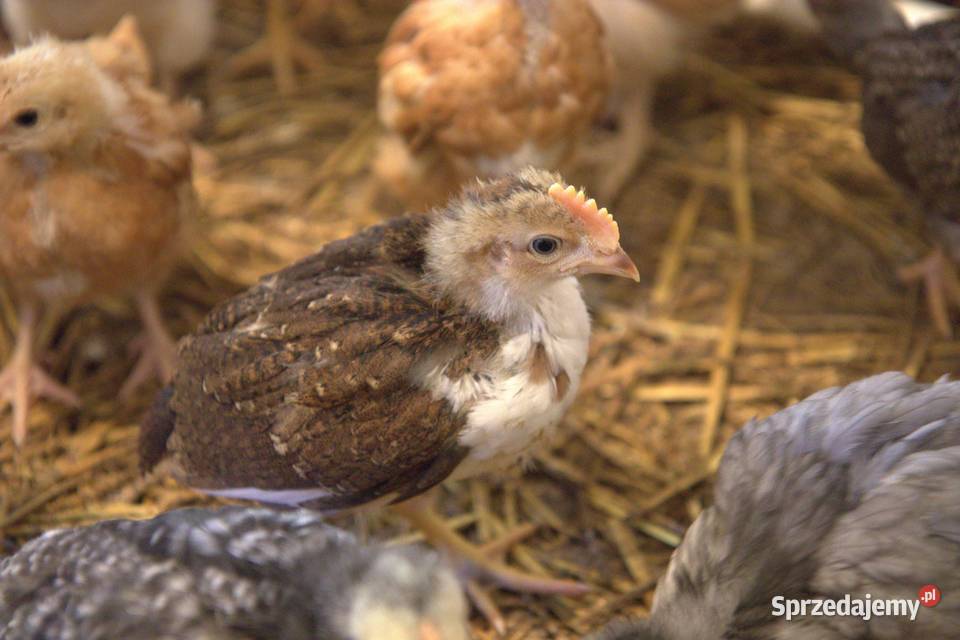 Kury nioski młode min Rosa Greenshell Darkshell Łaziska