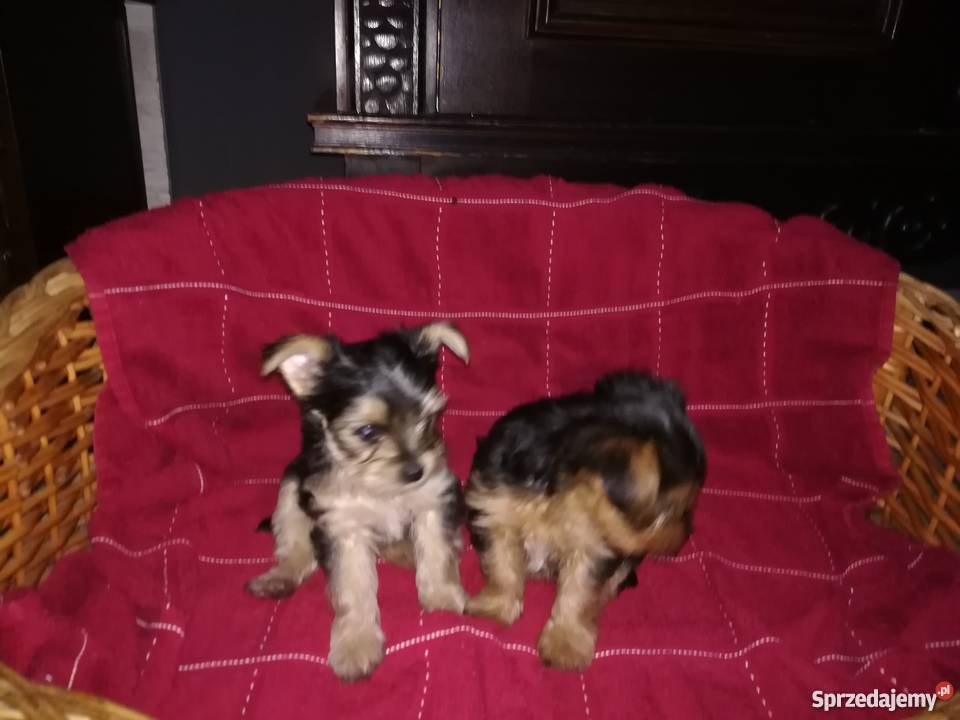 Dwie piękne suczki łódzkie Kutno