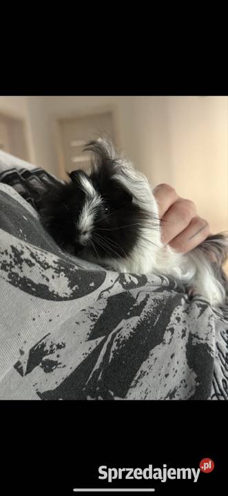 Świnka morska samiec Białystok