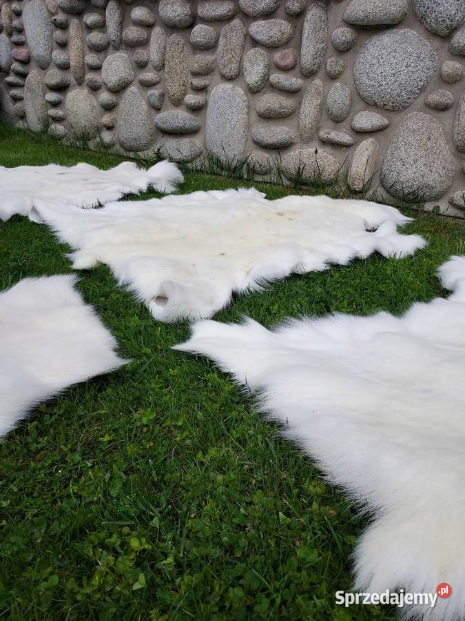 Skóra z Białego Renifera ALBINOSA UNIKAT Szaflary