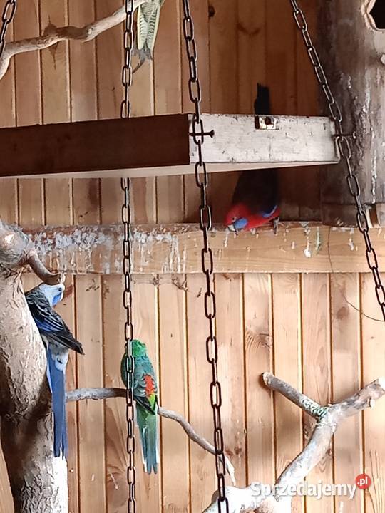 Papugi sprzedam Czarna Kolonia